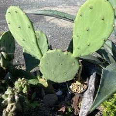 ウチワサボテン・フィカス インディカ｜Opuntia ficusの画像