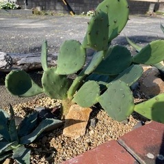 ウチワサボテン・フィカス インディカ｜Opuntia ficusの画像