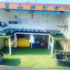 里山公園前　改良メダカ無人販売所　里山めだか　9月5日出店