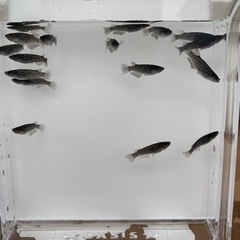 ブラックダイヤ　めだか　メダカ　