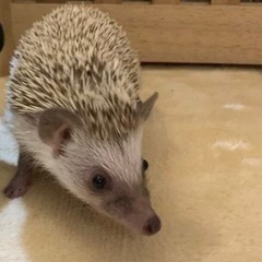 ハリネズミ　ノーマル女の子