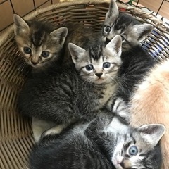 子猫　　９月中旬頃　保護予定　新規問い合わせストップ