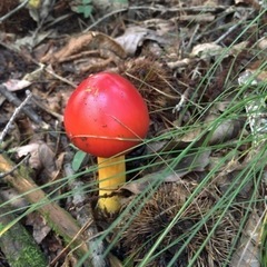 沢登り仲間、募集！！ − 山梨県