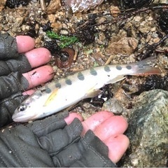 沢登り仲間、募集！！ - 甲府市