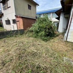 枯れ草や枯れ木🔥キャンプで使えます👌の画像