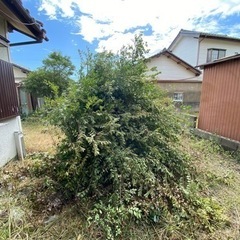 枯れ草や枯れ木🔥キャンプで使えます👌