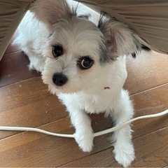 マルチーズとチワワのミックス犬です。10月で1歳になります。