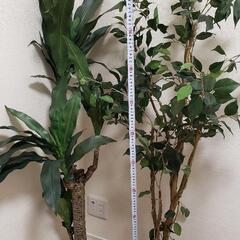 観葉植物【フェイクグリーン】の画像
