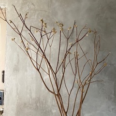 ミツマタ　ドライフラワー　枝物