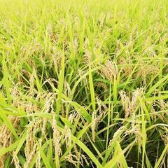 令和４年度新米採れました🌾夢しずく🌾