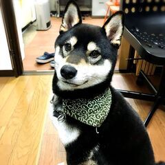 【朝刊配達スタッフ募集】の画像