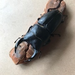 カブトムシ、クワガタムシ仲間募集☆