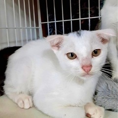 生後2ヶ月です🐈