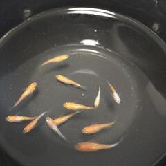 ☆紅白ラメメダカ 8匹＋α 1000円☆