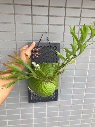 ビカクシダリドレイ細葉タイプ
