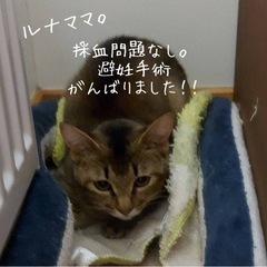 小さめなお母さん猫さんです！