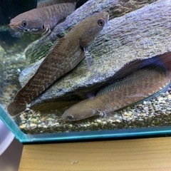最終値下げ！ブルーレインボースネークヘッド（3匹）