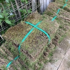 芝生　天然芝　姫高麗芝　10〜11m2分
