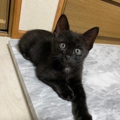 素敵なご家族に迎えていただけました♡ふみふみちゅぱちゅぱゴロゴロ...
