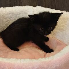 黒猫女の子のお里を募集！