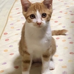 【商談中】茶しろちゃん♀里親様募集