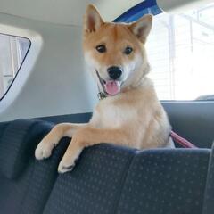 【新しい家族が決まりました】✨柴犬 ピチピチな元気で健康な男の子🐶✨ - 里親募集