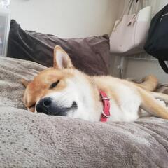 【新しい家族が決まりました】✨柴犬 ピチピチな元気で健康な男の子🐶✨ - 大崎市