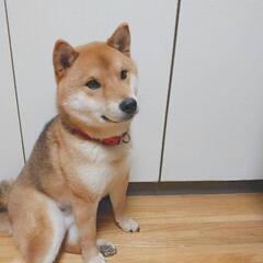 【新しい家族が決まりました】✨柴犬 ピチピチな元気で健康な男の子🐶✨ - 犬