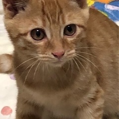 【商談中】茶とらくん♪里親様募集