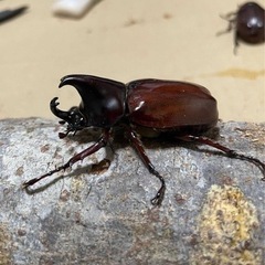 残りわずか‼️フローレンシスニセヒメカブト幼虫！！の画像