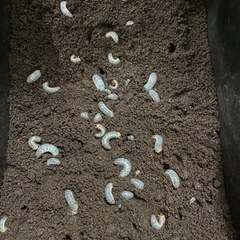 残りわずか‼️フローレンシスニセヒメカブト幼虫！！の画像