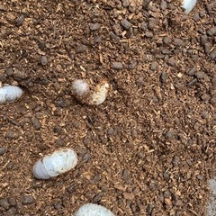 カブト虫幼虫買いますの画像