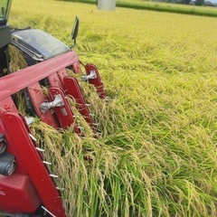 6年産の新米！規格外のお米【25kg】 くず米 コシヒカリの画像