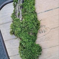 苔