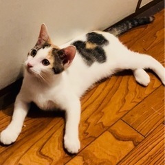 【再募集】三毛猫＊5ヶ月＊女の子 − 兵庫県