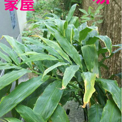 ＜郵送可＞茗荷　地下茎の画像