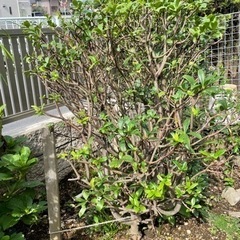 庭木差し上げます