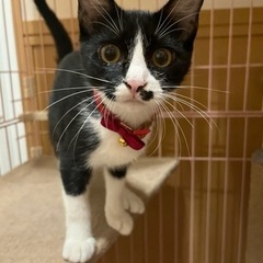 素敵な家族ができました♡デレデレの甘えんぼハチワレにゃんこ、そぼ...
