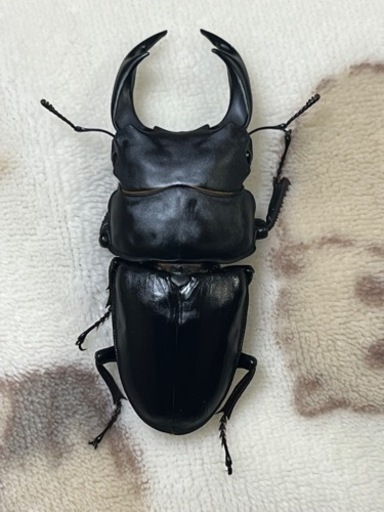 値下げ☆ラスト出品☆能勢YGオオクワガタ　♂♀ペア