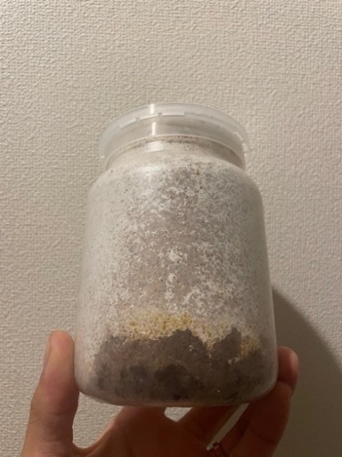 国産オオクワガタ幼虫