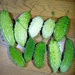 色々ゴーヤセット④　サラダゴーヤ　白ゴーヤ　ミックス　野菜　野菜...