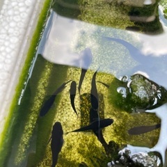 漆黒のメダカ　極上オロチ　有精卵30個の画像