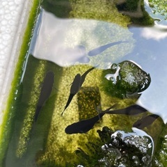 漆黒のメダカ　極上オロチの画像