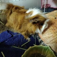モルモット、里親募集。
