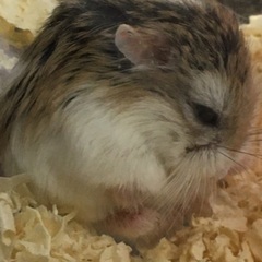 ロボロフスキーハムスターの里親募集