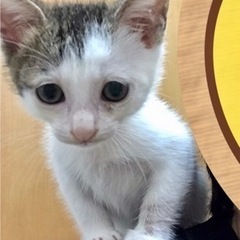 生後2ヶ月　こねこ