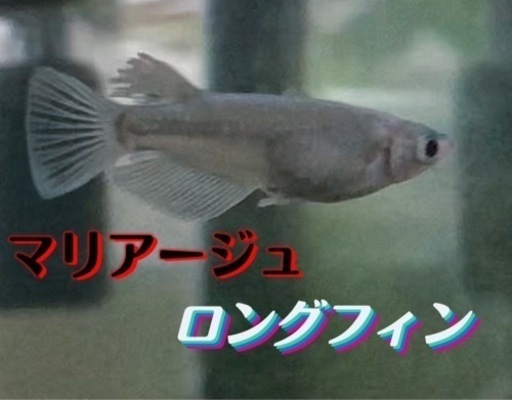 決まりました　マリアージュロングフィン　稚魚5匹