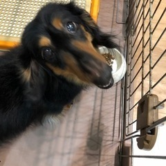 ミニチュアダックス