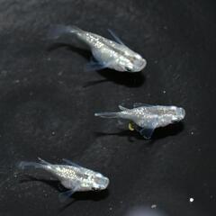 メダカ サボテンダルマ  1ペア+1 成魚ですょ(*´∀｀)