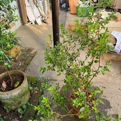 ハダス　ミルトスの木　銀梅花　h1.2メートル